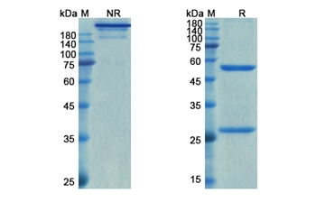 Relfovetmab (NGF/NGFB) - Research Grade Biosimilar