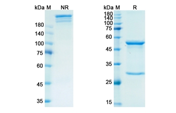 Retifanlimab (PDCD1/PD1/CD279) - Research Grade Biosimilar