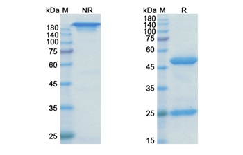 Rilotumumab (HGF) - Research Grade Biosimilar