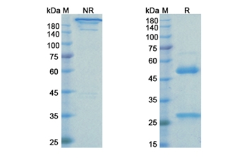 Rinucumab (PDGFRB/ PDGFR-1/CD140b) - Research Grade Biosimilar