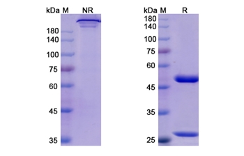 Risankizumab (IL23A) - Research Grade Biosimilar