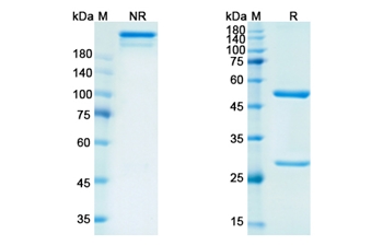 Rituximab (MS4A1) - Research Grade Biosimilar