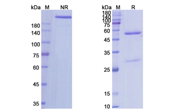 Robatumumab (IGF1R/CD221 ) - Research Grade Biosimilar