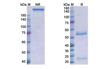 Roledumab (RHD) - Research Grade Biosimilar
