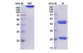 Rolinsatamab (PRLR) - Research Grade Biosimilar