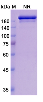 Romilkimab (IL13/IL4) - Research Grade Biosimilar