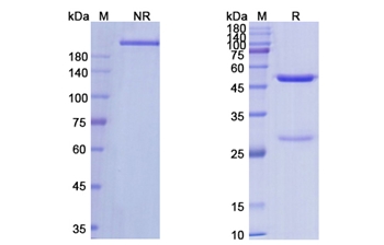 Romosozumab (SOST) - Research Grade Biosimilar Antibody