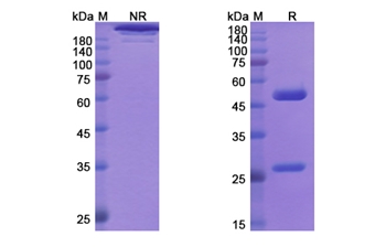 Rontalizumab (IFNA1) - Research Grade Biosimilar