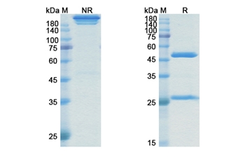 Rosmantuzumab (RSPO3) - Research Grade Biosimilar