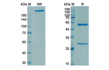 Rozanolixizumab (FCGRT) - Research Grade Biosimilar