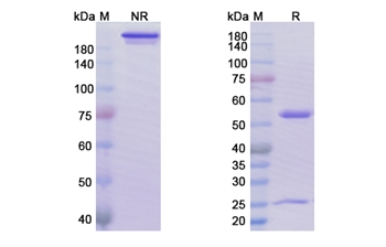 Sacituzumab (TACSTD2) - Research Grade Biosimilar