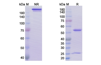 Sacituzumab (TACSTD2) - Research Grade Biosimilar Antibody