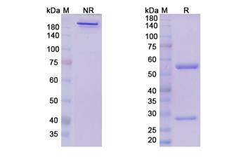 Samrotamab (LRRC15) - Research Grade Biosimilar