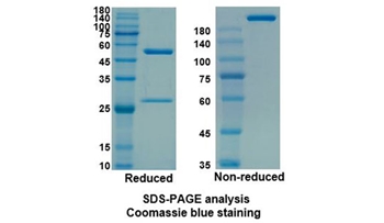 Sarilumab (IL6R/CD126) - Research Grade Biosimilar