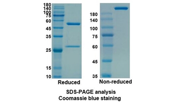 Sarilumab (IL6R/CD126) - Research Grade Biosimilar Antibody