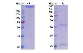 Sasanlimab (PDCD1/PD1/CD279) - Research Grade Biosimilar