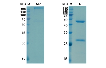Satumomab (TAG-72) - Research Grade Biosimilar