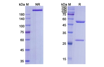 Selicrelumab (CD40/TNFRSF5) - Research Grade Biosimilar