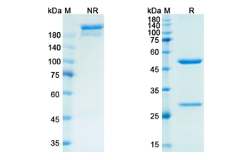 Semorinemab (MAPT) - Research Grade Biosimilar