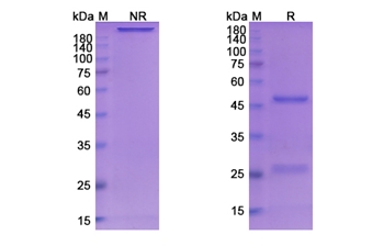 Serclutamab (EGFR) - Research Grade Biosimilar