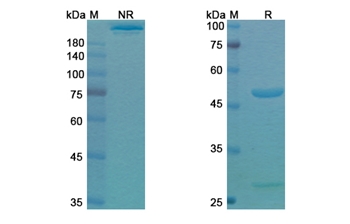 Setoxaximab (Stx2/SLT-II) - Research Grade Biosimilar