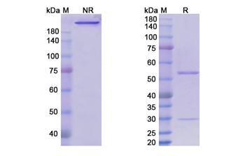 Setrusumab (SOST) - Research Grade Biosimilar