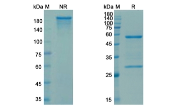 Sibrotuzumab (FAP) - Research Grade Biosimilar