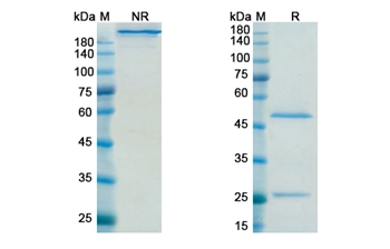 Sifalimumab (IFNA1) - Research Grade Biosimilar