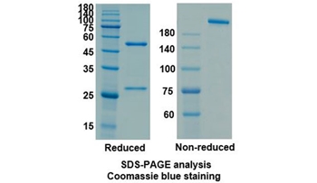 Siltuximab (IL6) - Research Grade Biosimilar