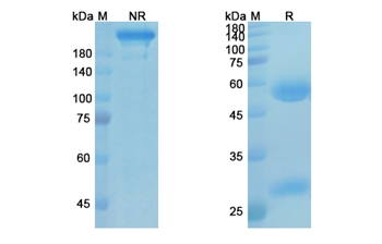 Sintilimab (PDCD1/PD1/CD279) - Research Grade Biosimilar Antibody