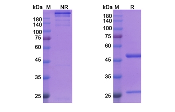 Siplizumab (CD2/LFA-2) - Research Grade Biosimilar