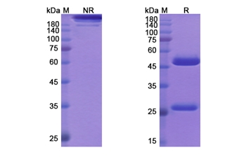 Solanezumab (APP Abeta,soluble monomer) - Research Grade Biosimilar