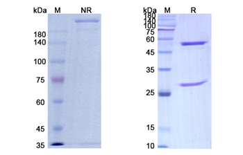 Sontuzumab (MUC1/CD227) - Research Grade Biosimilar