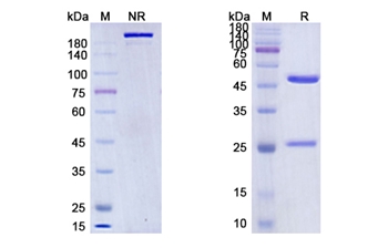 Spartalizumab (PDCD1/PD1/CD279) - Research Grade Biosimilar