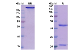 Suptavumab (RSV glycoprotein F) - Research Grade Biosimilar