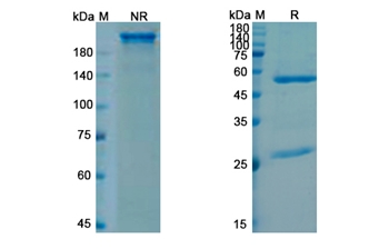 Sutimlimab (C1S) - Research Grade Biosimilar