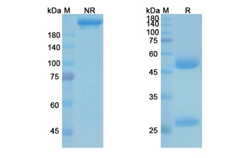 Suvizumab (HIV-1) - Research Grade Biosimilar