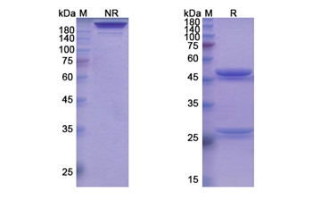 Tabalumab (TNFSF13B/CD257) - Research Grade Biosimilar