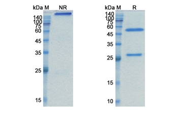 Tabituximab (FZD10) - Research Grade Biosimilar