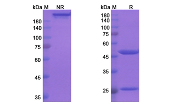 Tafolecimab (PCSK9) - Research Grade Biosimilar