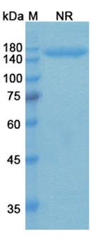 Talizumab (CD3E/GPRC5D) - Research Grade Biosimilar