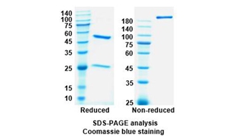 Tanezumab (IGHE) - Research Grade Biosimilar Antibody