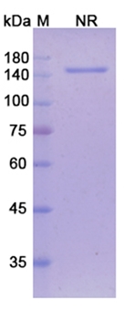 Tarextumab (CD52) - Research Grade Biosimilar