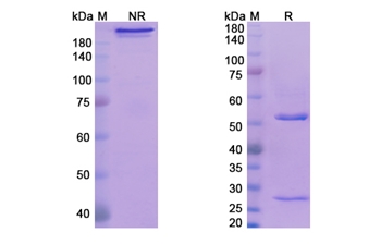 Tavolimab (TNF- SF4 receptor I) - Research Grade Biosimilar