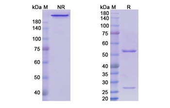 Technetium (99Mtc) Nofetumomab Merpentan (IL3RA/CD123) - Research Grade Biosimilar