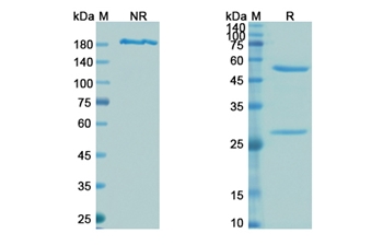 Tefibazumab (Fibrin-binding surface epitope clumping factor A) - Research Grade Biosimilar