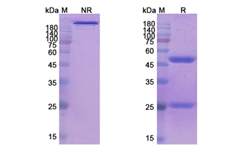Tenatumomab (TNC/HXB) - Research Grade Biosimilar