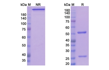 Teplizumab (CD3) - Research Grade Biosimilar