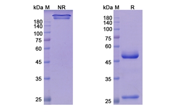 Teprotumumab (IGF1R/CD221) - Research Grade Biosimilar
