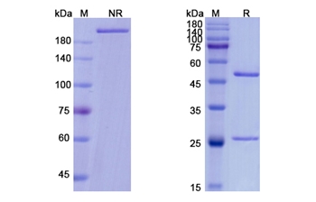 Tesidolumab (C5) - Research Grade Biosimilar Antibody
